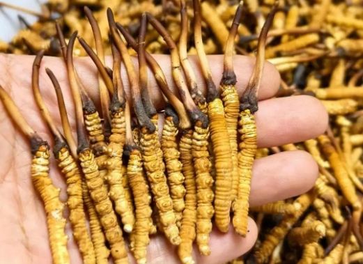 <a href=http://m.czfjwz.net/sdph/zcw/ target=_blank class=infotextkey>珍草王冬蟲夏草</a>是真的嗎?