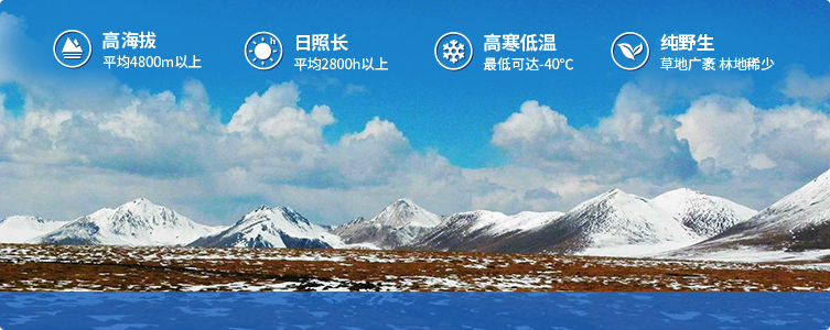 為什么說(shuō)西藏那曲的冬蟲(chóng)夏草，是品質(zhì)最好的蟲(chóng)草！