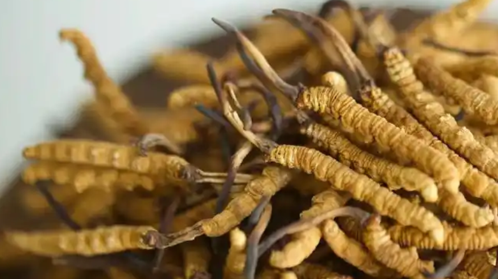 2025<a href=http://m.czfjwz.net/sdph/ppb/ target=_blank class=infotextkey>冬蟲夏草品牌</a>選購(gòu)指南