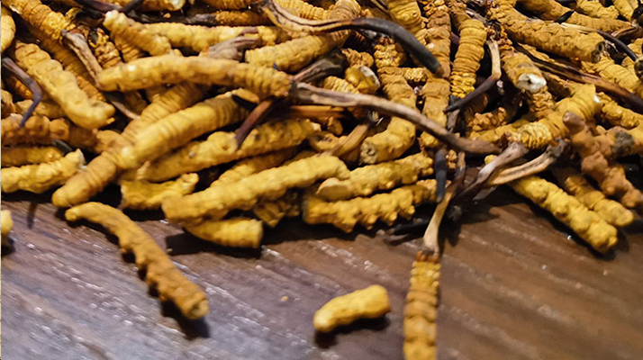 2025 年干<a href=http://m.czfjwz.net/jiage/ target=_blank class=infotextkey>冬蟲夏草價格</a>指南