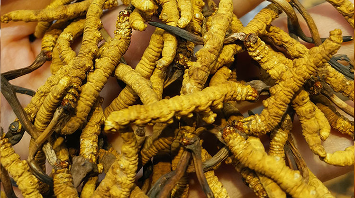 長(zhǎng)期喝冬蟲(chóng)夏草有危害嗎