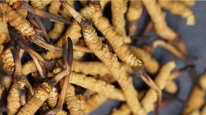 野生<a href=http://m.czfjwz.net/jiage/ target=_blank class=infotextkey>冬蟲夏草多少錢</a>一斤