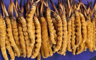 挖了三十年蟲(chóng)草，這些采摘的苦，沒(méi)經(jīng)歷過(guò)的人真不懂