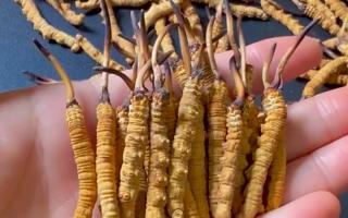 深耕蟲(chóng)草 15 年：2025 年行情揭秘，高價(jià)背后藏著這些門(mén)道