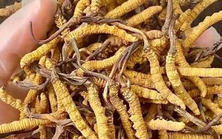 野生冬蟲(chóng)夏草：在高原草甸里生長(zhǎng)的秘密